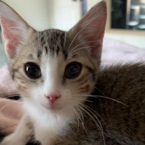 Ike, an adoptable Domestic Short Hair in Lantana, TX, 76226 | Photo Image 5