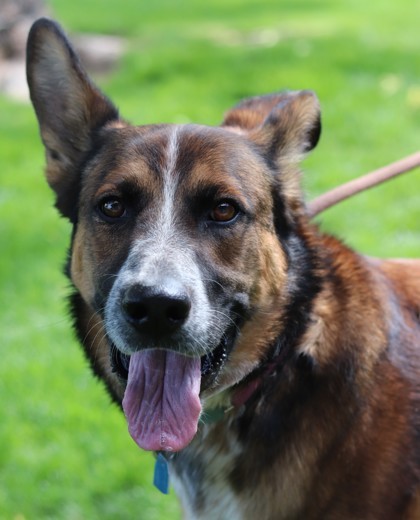 Gizmo, an adoptable Mixed Breed in Walla Walla, WA, 99362 | Photo Image 1