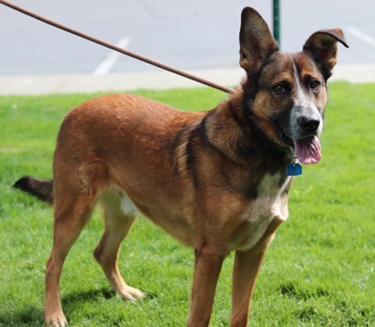 Gizmo, an adoptable Mixed Breed in Walla Walla, WA, 99362 | Photo Image 2