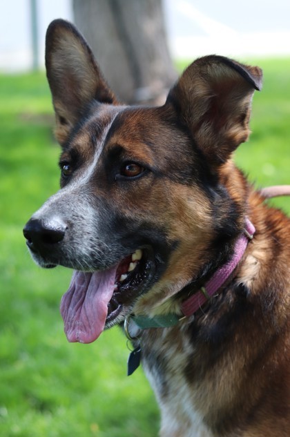 Gizmo, an adoptable Mixed Breed in Walla Walla, WA, 99362 | Photo Image 3