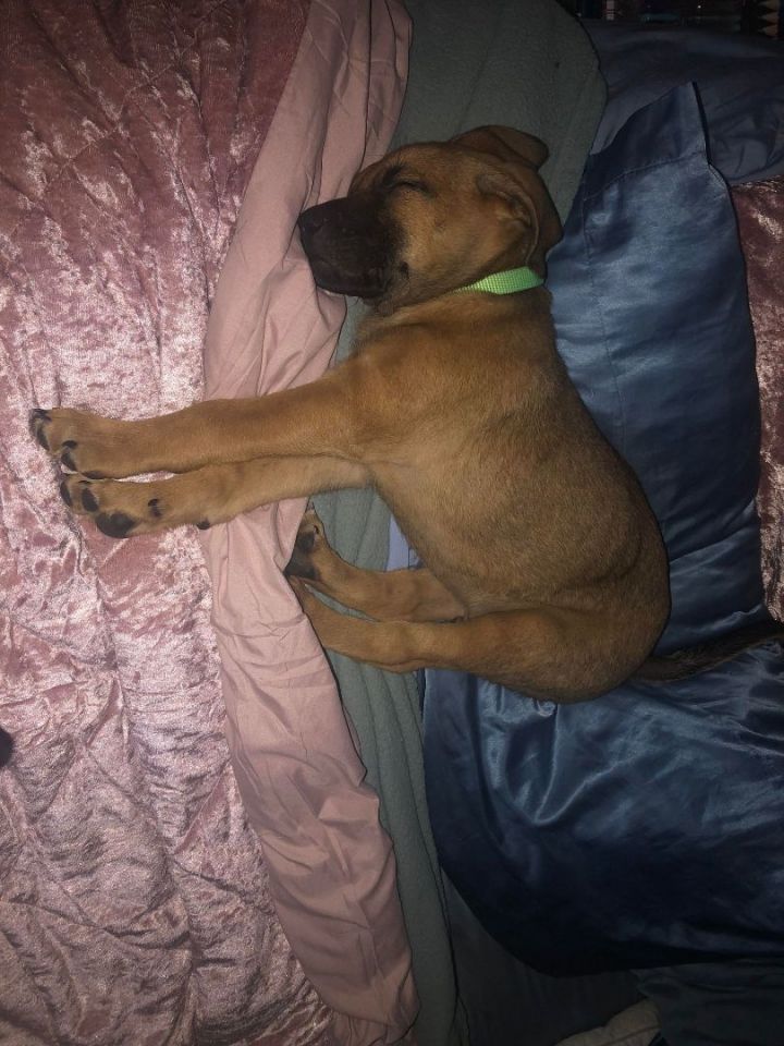 Bruno 4
