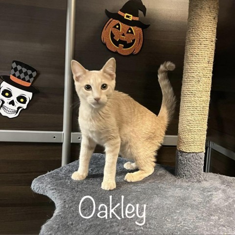 Oakley
