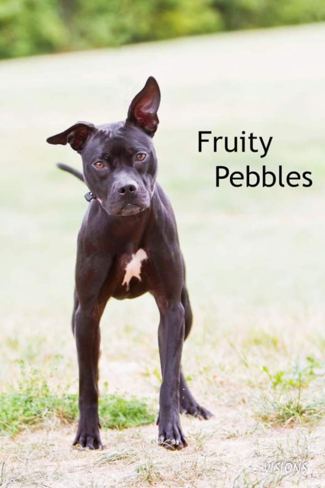 Fruity Pebbles 