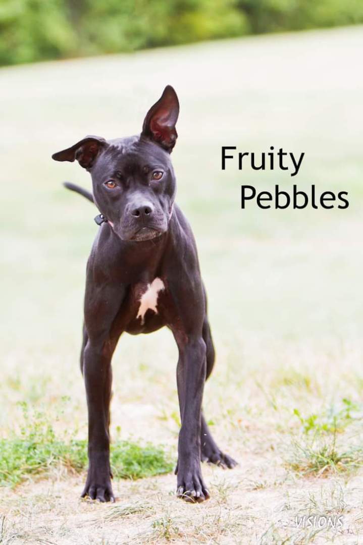 Fruity Pebbles , an adoptable Pit Bull Terrier in Cedar Rapids, IA_image-1