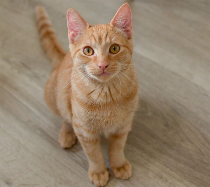 Evan, an adoptable Domestic Short Hair & Tabby Mix in Springfield, OR_image-1
