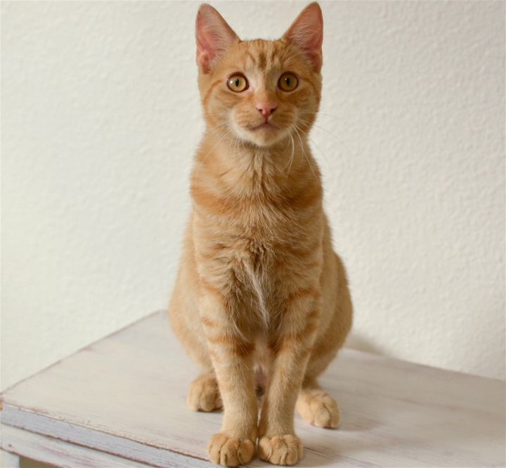 Evan, an adoptable Domestic Short Hair & Tabby Mix in Springfield, OR_image-2