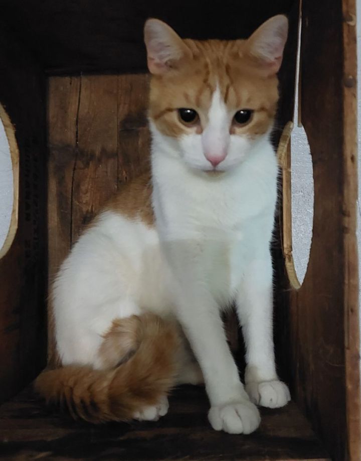 Creamsicle , an adoptable Domestic Short Hair Mix in Carthage, NY_image-4