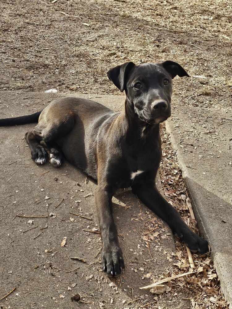 Catie, an adoptable Labrador Retriever in Cortez, CO, 81321 | Photo Image 3