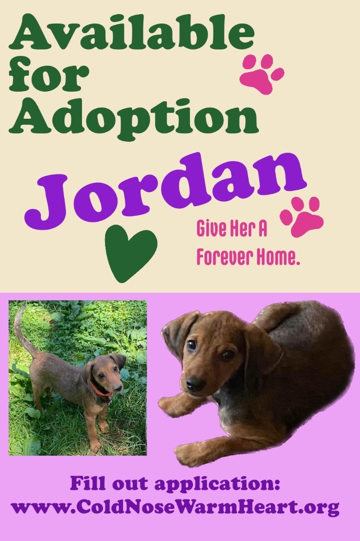 Jordan , an adoptable Hound Mix in Succasunna, NJ_image-2