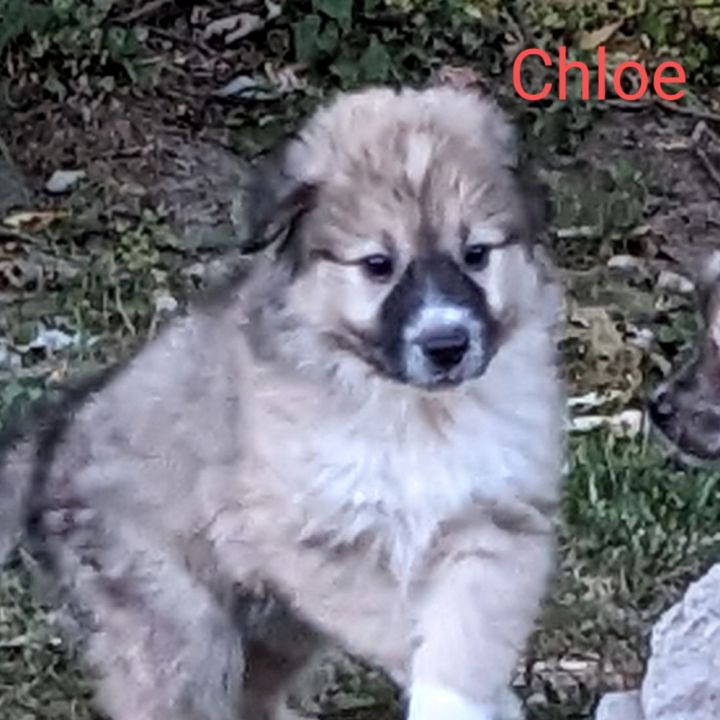 Chloe 1