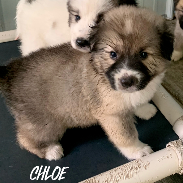 Chloe 2
