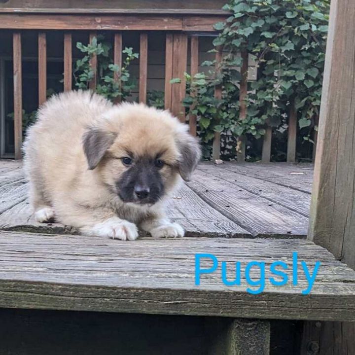 Pugsley 1