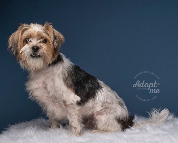 Kody , an adoptable Yorkshire Terrier Mix in Aiken, SC_image-1