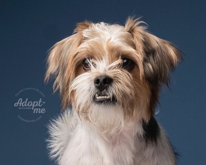 Kody , an adoptable Yorkshire Terrier Mix in Aiken, SC_image-4