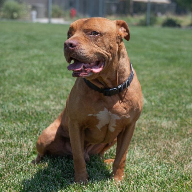 Cliff Adoption Fee Partially Paid