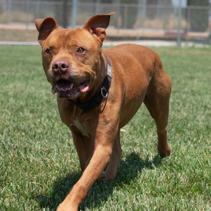 Cliff Adoption Fee Partially Paid, an adoptable Pit Bull Terrier Mix in Chico, CA_image-4