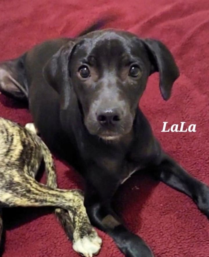 Lala, an adoptable Labrador Retriever & Catahoula Leopard Dog Mix in Tulsa, OK_image-1
