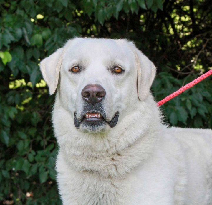 Maremma cross hot sale labrador puppies