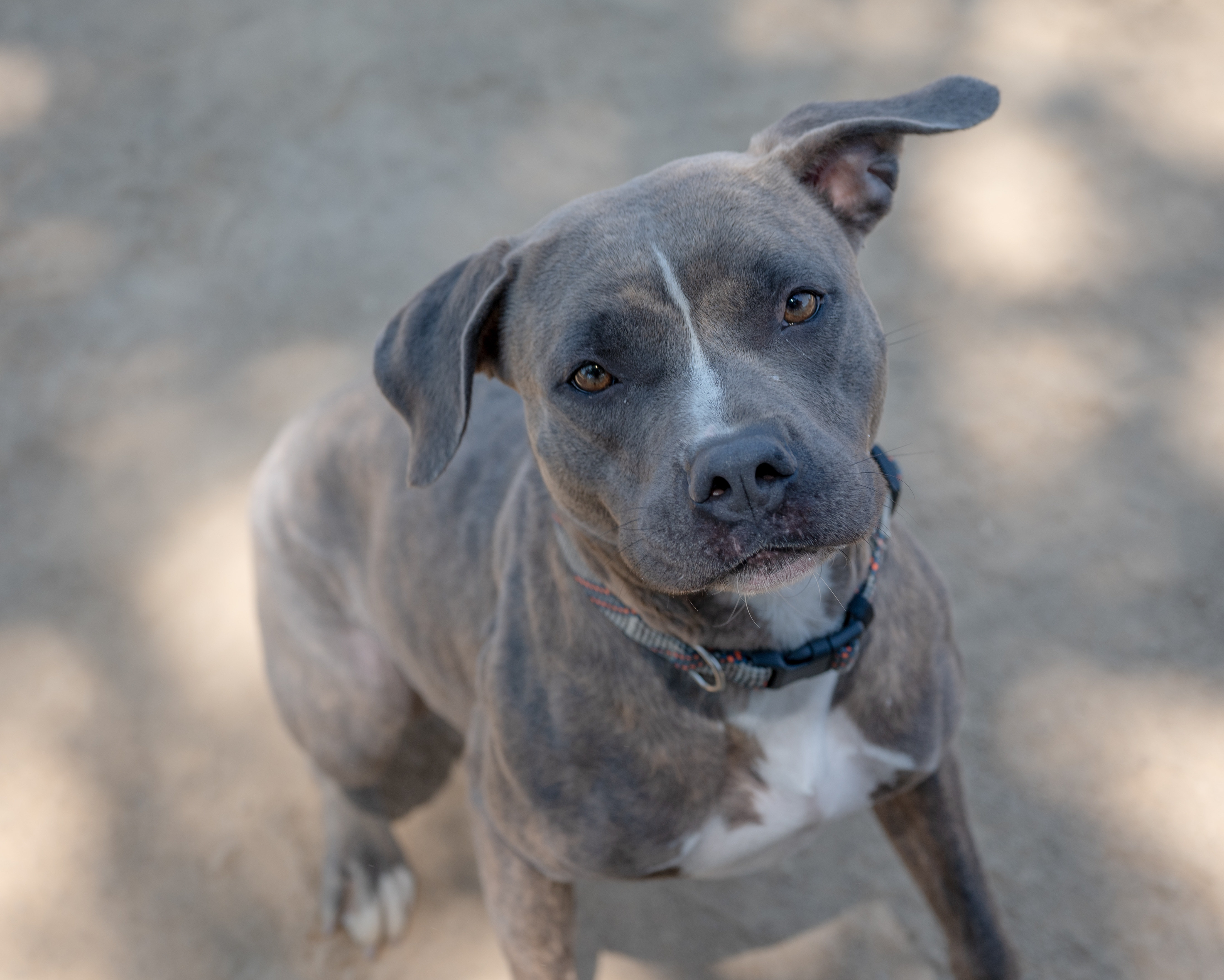 Priscilla, an adoptable Pit Bull Terrier in Chico, CA, 95928 | Photo Image 3