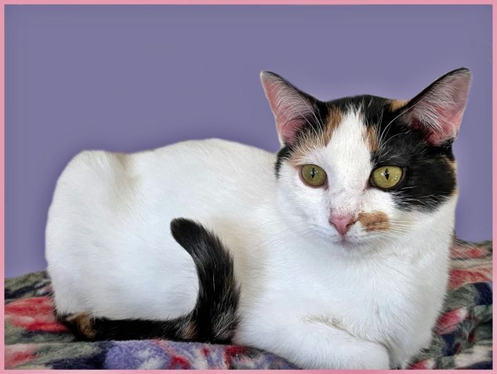 Poppy, an adoptable Calico Mix in Lacon, IL_image-1