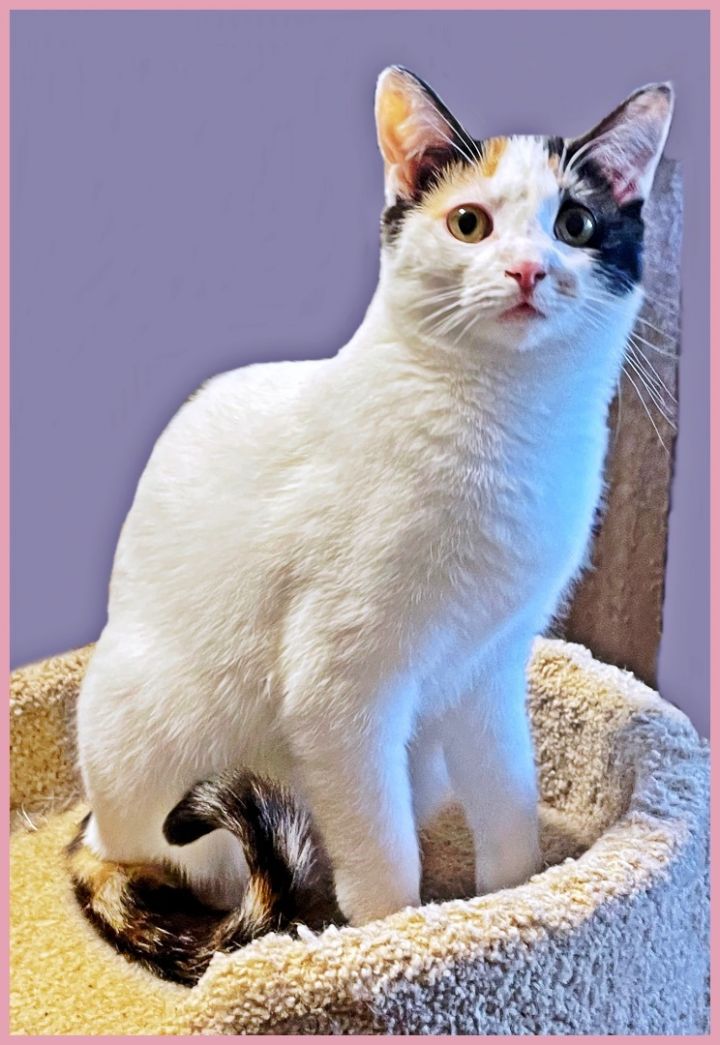 Poppy, an adoptable Calico Mix in Lacon, IL_image-2