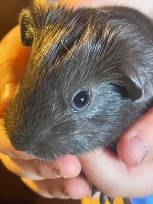 Anyone in greater Seattle area looking to adopt a sad Guinea pig