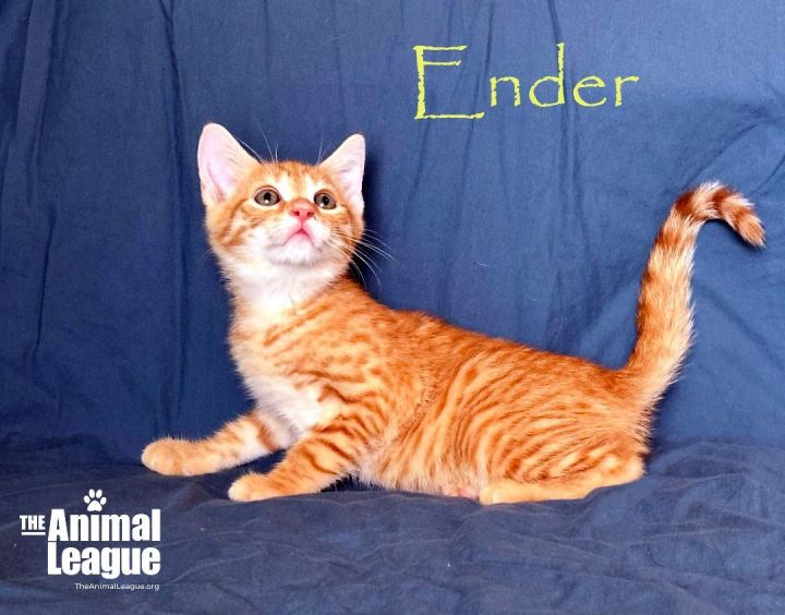 Ender, an adoptable Domestic Short Hair in Clermont, FL_image-2