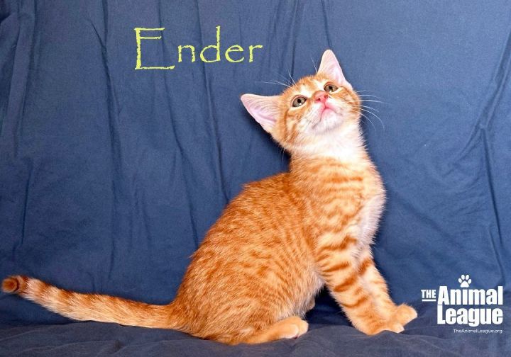 Ender, an adoptable Domestic Short Hair in Clermont, FL_image-1