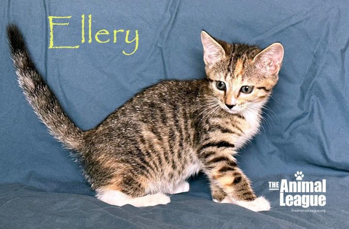 Ellery 3