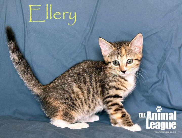 Ellery, an adoptable Domestic Short Hair in Clermont, FL_image-4