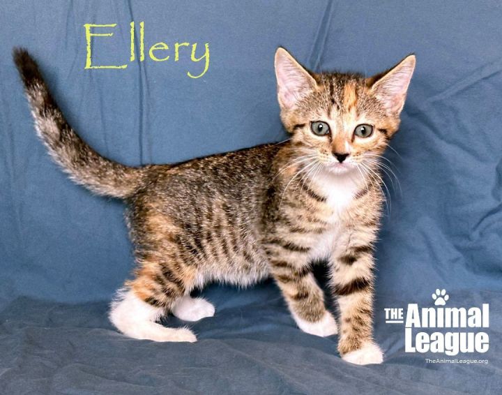 Ellery, an adoptable Domestic Short Hair in Clermont, FL_image-1
