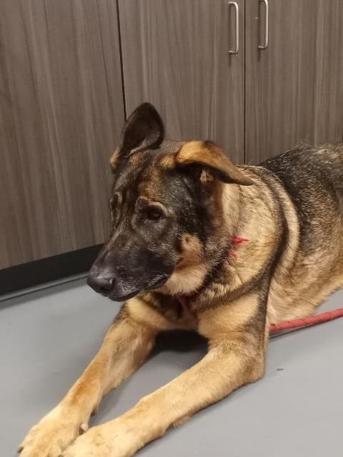 Jo, an adoptable German Shepherd Dog in South Bend, IN, 46614 | Photo Image 2