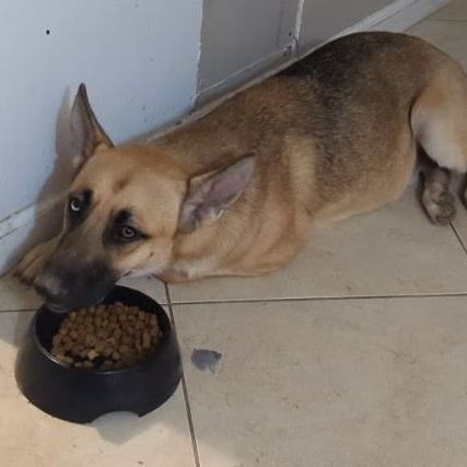 Eeyore, an adoptable German Shepherd Dog Mix in Houston, TX_image-1