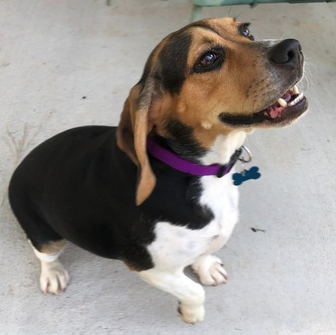 Dolly, an adopted Beagle in Springfield, MO_image-1