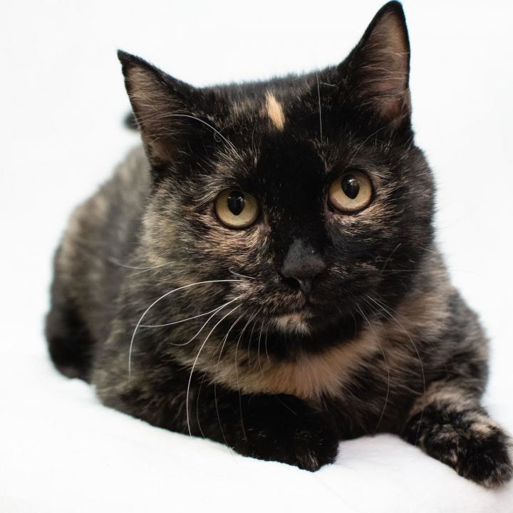 Calice, an adoptable Domestic Short Hair in Springfield, MO_image-1