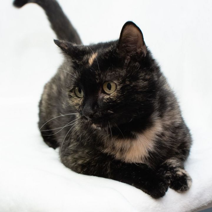 Calice, an adoptable Domestic Short Hair in Springfield, MO_image-4