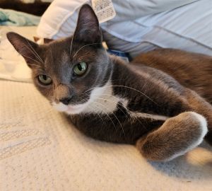Clara #dainty-green-eyed-beauty Tuxedo Cat