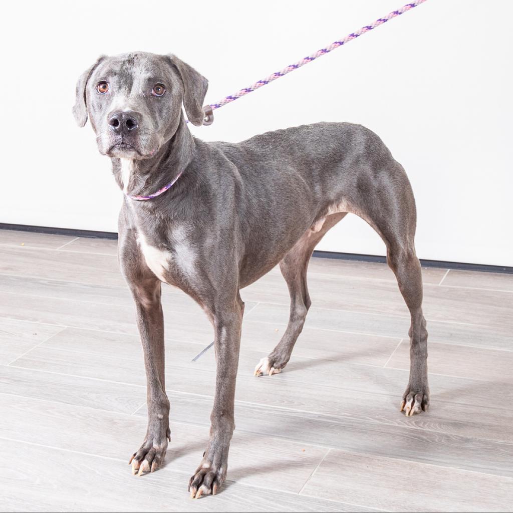 Vader II, an adoptable Weimaraner in Dallas, TX, 75219 | Photo Image 2