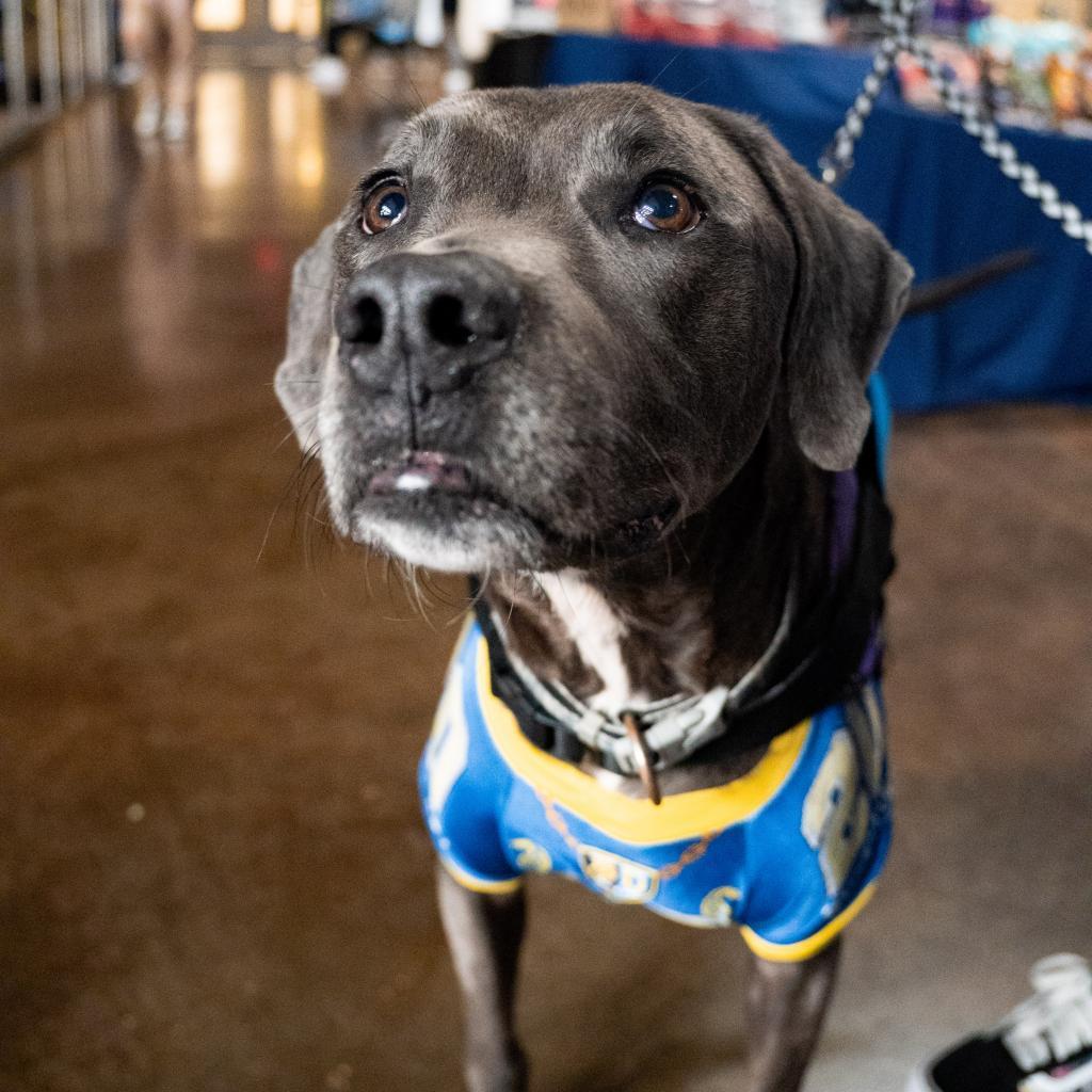 Vader II, an adoptable Weimaraner in Dallas, TX, 75219 | Photo Image 2