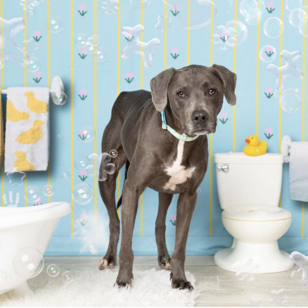 Vader II, an adoptable Weimaraner in Dallas, TX, 75219 | Photo Image 2
