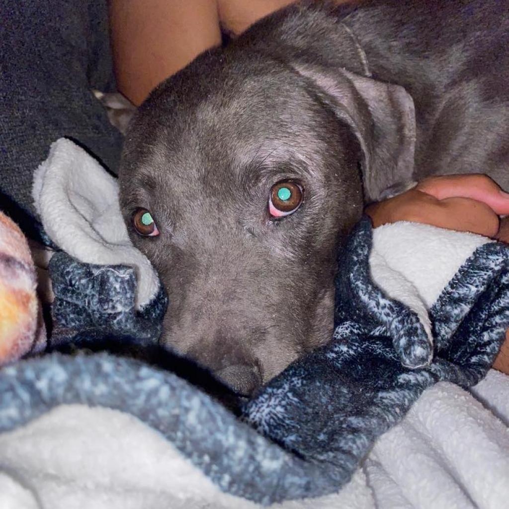 Vader II, an adoptable Weimaraner in Dallas, TX, 75219 | Photo Image 3