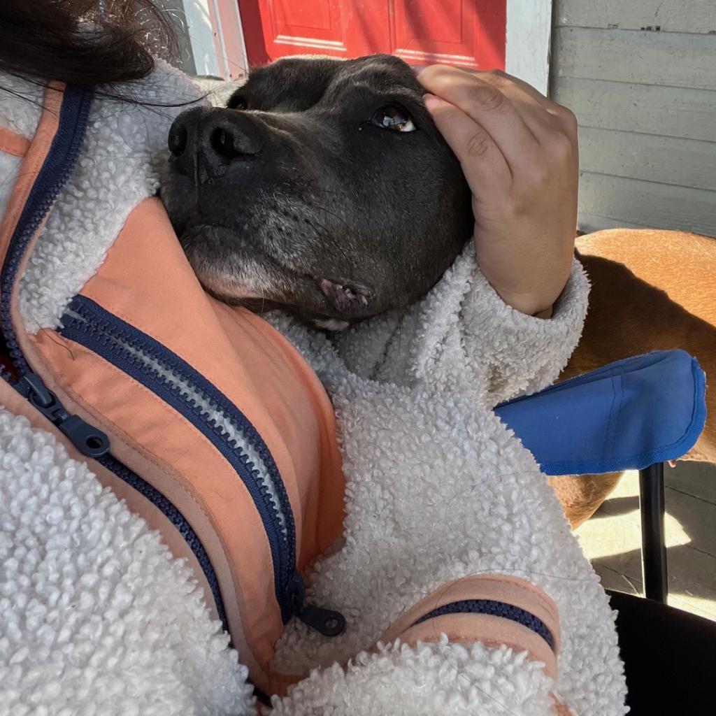 Vader II, an adoptable Weimaraner in Dallas, TX, 75219 | Photo Image 3