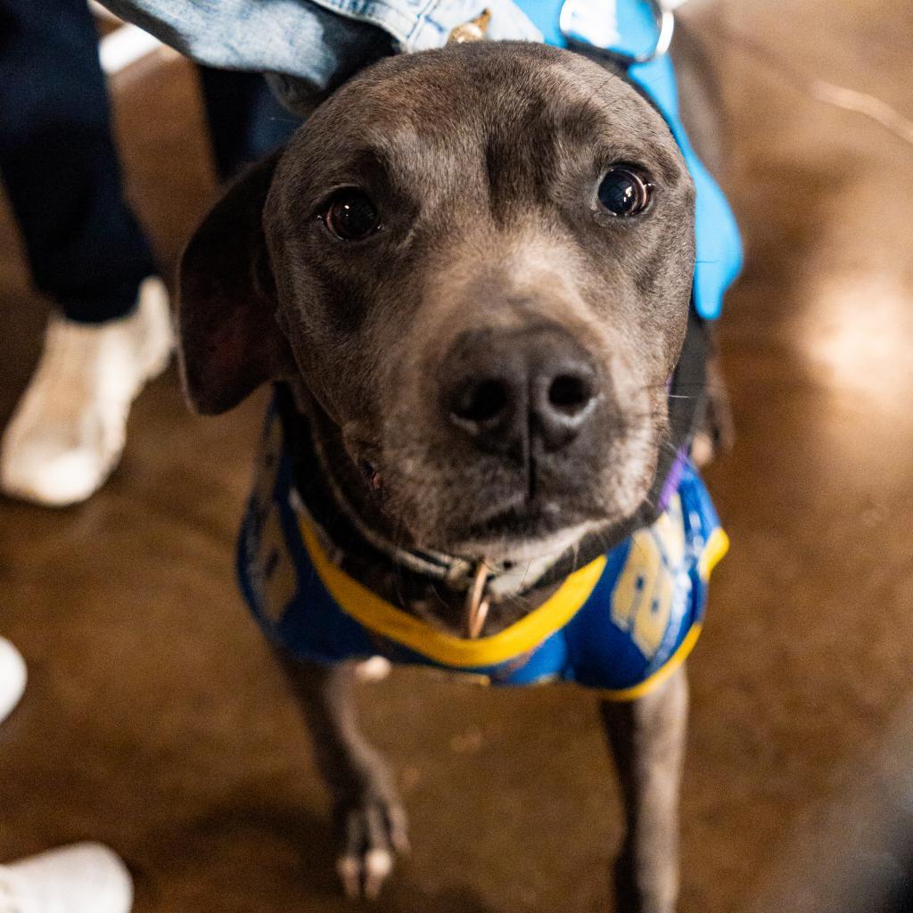 Vader II, an adoptable Weimaraner in Dallas, TX, 75219 | Photo Image 3