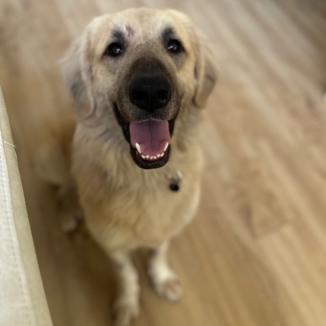 Shepherd golden retriever cheap mix puppy