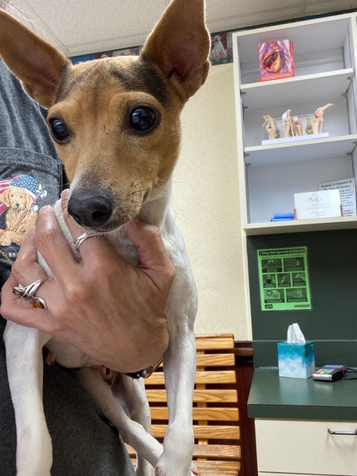 toy fox terrier italian greyhound mix