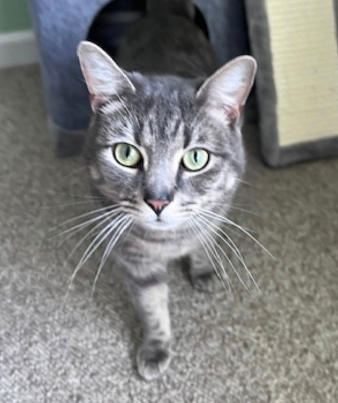 Cat for adoption Mackerel, a Tabby & Domestic Short Hair Mix in