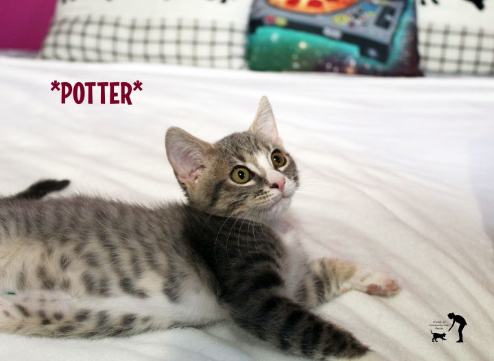 Potter, an adoptable Domestic Short Hair in Centerville, UT_image-1