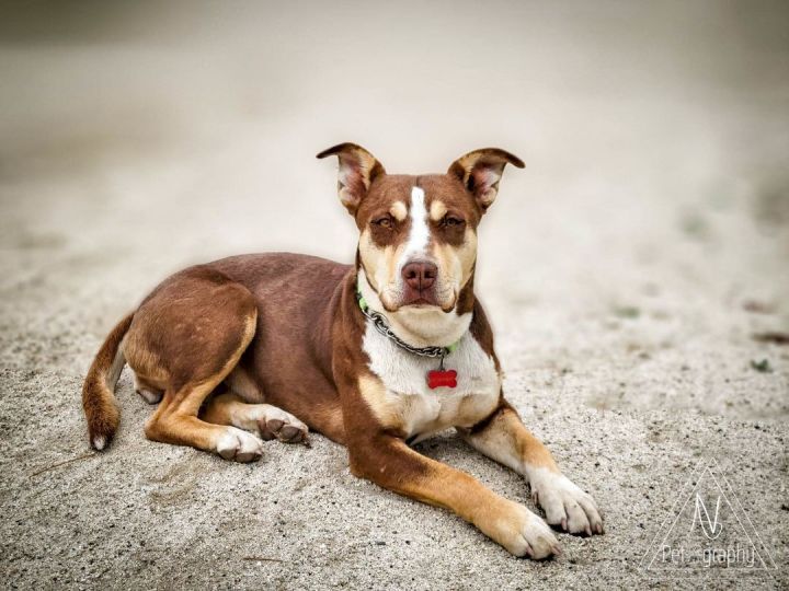 Osita, an adoptable Pit Bull Terrier in Anza, CA_image-3