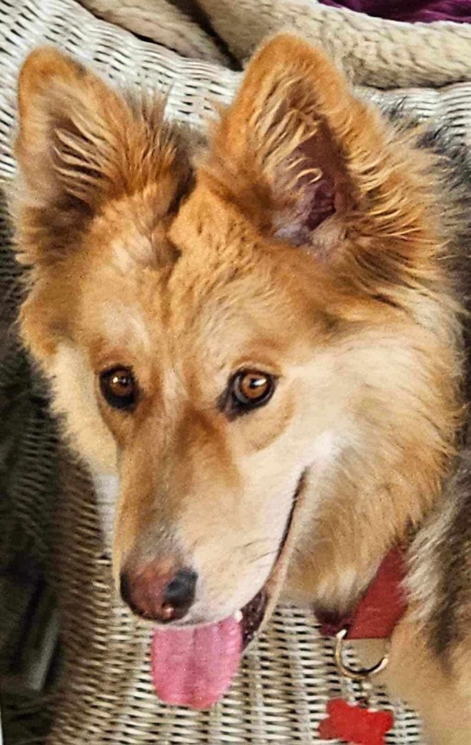 Goldilocks, an adoptable German Shepherd Dog Mix in Anza, CA_image-5