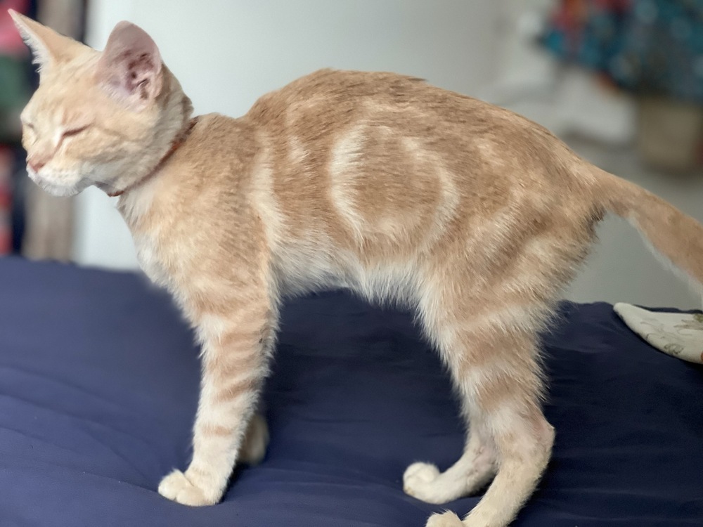 Marco Polo, an adoptable Domestic Short Hair in Thatcher, AZ, 85552 | Photo Image 1